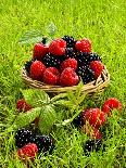 Fresh Blueberries in Wicker Baskets-Stuart MacGregor-Framed Photographic Print