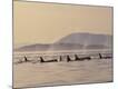 Premium Photographic Print