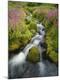 Premium Photographic Print