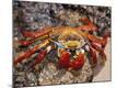 Premium Photographic Print