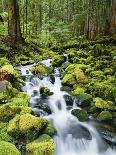 View of Creek in Old Growth Rainforest, Olympic National Park, Washington, USA-Stuart Westmoreland-Photographic Print