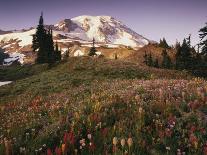 Wildflowers in Mt. Rainier National Park-Stuart Westmorland-Photographic Print