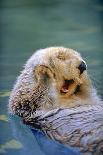 California Sea Otter floating face up, Monterey, California-Stuart Westmorland-Photographic Print