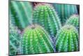 Photographic Print