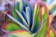 Close-up of succulent plants, San Diego, California, USA.-Stuart Westmorland-Photographic Print
