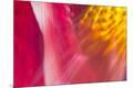Premium Photographic Print