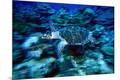 Premium Photographic Print