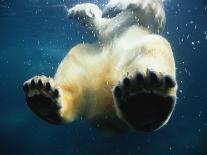 Paws of a Floating Polar Bear-Stuart Westmorland-Photographic Print