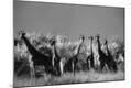 Photographic Print