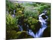 Premium Photographic Print