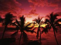 View Palm Trees on Beach, Big Islands, Kona, Hawaii, USA-Stuart Westmorland-Photographic Print