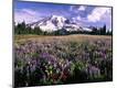 Photographic Print