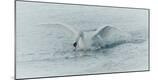 Premium Photographic Print