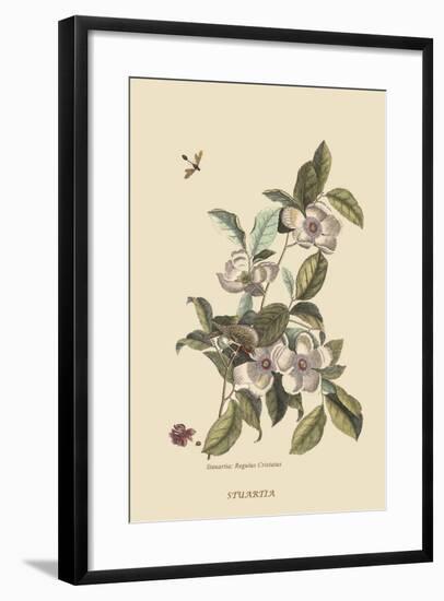 Stuartia - Camellia-Mark Catesby-Framed Art Print