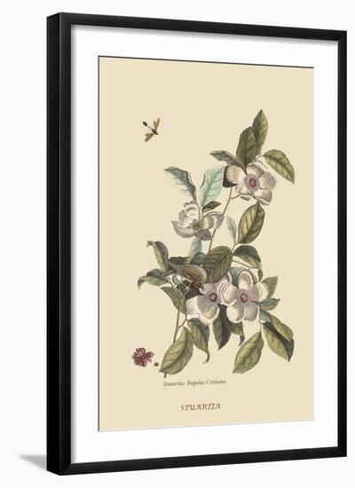 Stuartia - Camellia-Mark Catesby-Framed Art Print