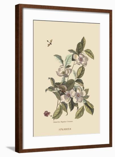 Stuartia - Camellia-Mark Catesby-Framed Art Print