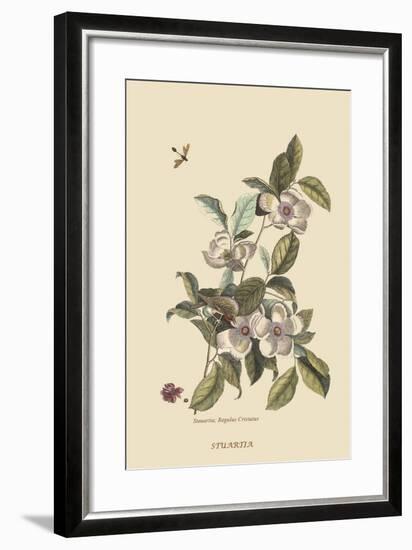 Stuartia - Camellia-Mark Catesby-Framed Art Print