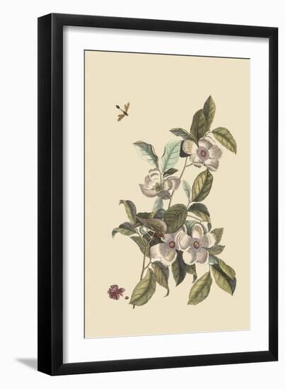 Stuartia - Camellia-Mark Catesby-Framed Art Print