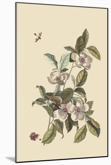 Stuartia - Camellia-Mark Catesby-Mounted Art Print