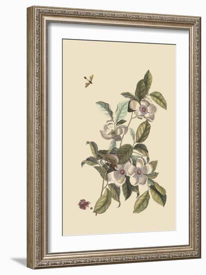 Stuartia - Camellia-Mark Catesby-Framed Premium Giclee Print