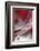 Stuck in Red-Heidi Westum-Framed Premium Photographic Print