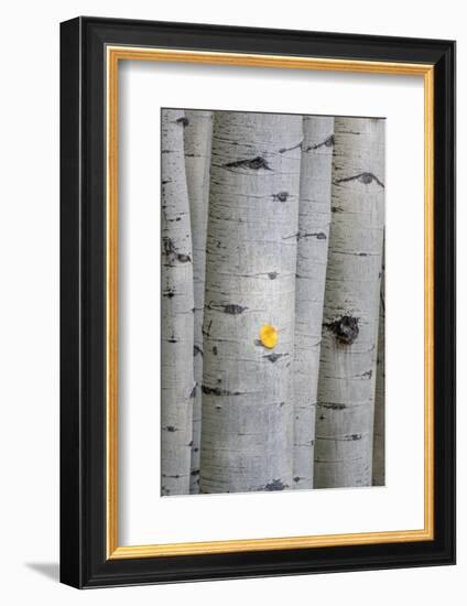 Stuck On You-Danny Head-Framed Photographic Print