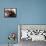 Students Read the Holy Quran During a Class in Herat, Afghanistan-null-Framed Premier Image Canvas displayed on a wall