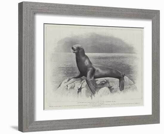 Studies from Life at the Zoological Gardens, a Californian Sea-Lion-null-Framed Giclee Print