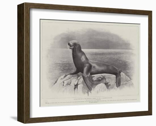 Studies from Life at the Zoological Gardens, a Californian Sea-Lion-null-Framed Giclee Print