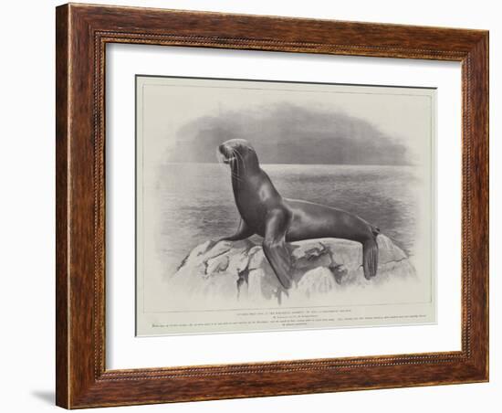 Studies from Life at the Zoological Gardens, a Californian Sea-Lion-null-Framed Giclee Print