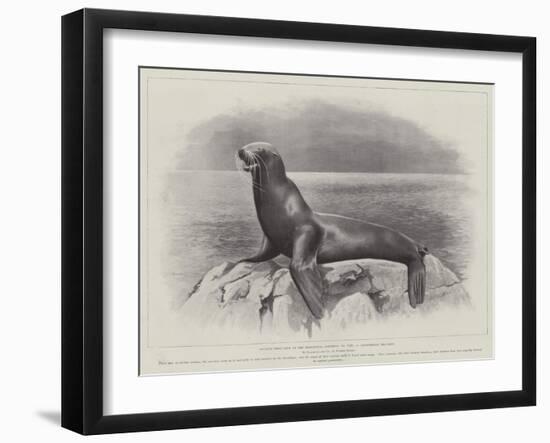 Studies from Life at the Zoological Gardens, a Californian Sea-Lion-null-Framed Giclee Print