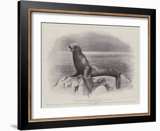 Studies from Life at the Zoological Gardens, a Californian Sea-Lion-null-Framed Giclee Print