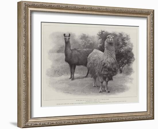 Studies from Life at the Zoological Gardens, Peruvian Llamas-null-Framed Giclee Print