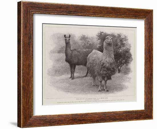 Studies from Life at the Zoological Gardens, Peruvian Llamas-null-Framed Giclee Print