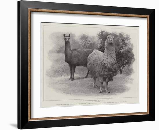 Studies from Life at the Zoological Gardens, Peruvian Llamas-null-Framed Giclee Print