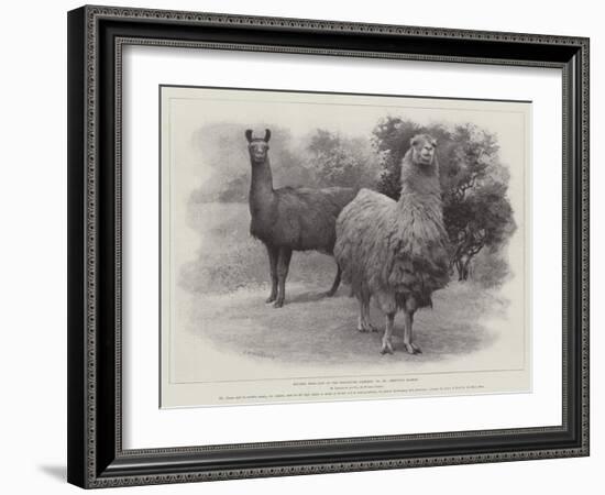 Studies from Life at the Zoological Gardens, Peruvian Llamas-null-Framed Giclee Print