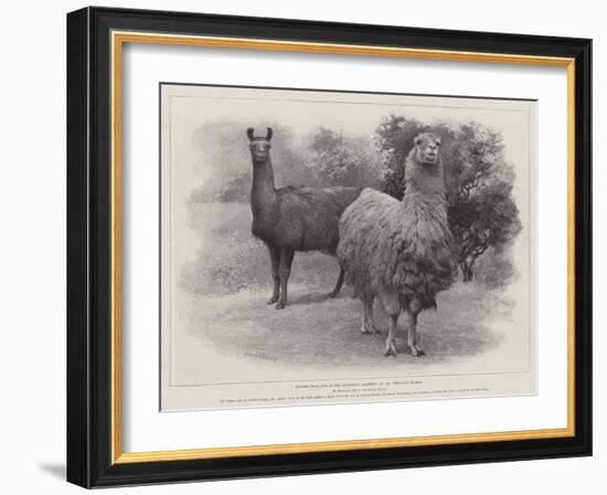 Studies from Life at the Zoological Gardens, Peruvian Llamas--Framed Giclee Print