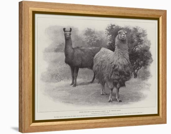 Studies from Life at the Zoological Gardens, Peruvian Llamas-null-Framed Premier Image Canvas