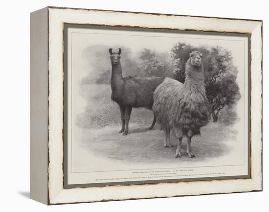Studies from Life at the Zoological Gardens, Peruvian Llamas-null-Framed Premier Image Canvas