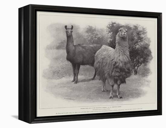 Studies from Life at the Zoological Gardens, Peruvian Llamas-null-Framed Premier Image Canvas