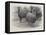 Studies from Life at the Zoological Gardens, Peruvian Llamas-null-Framed Premier Image Canvas