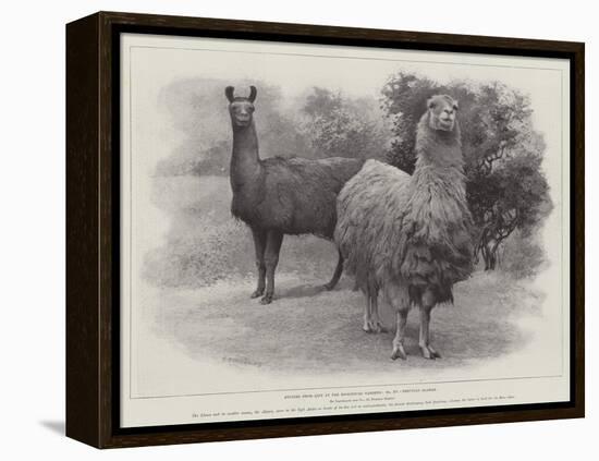 Studies from Life at the Zoological Gardens, Peruvian Llamas-null-Framed Premier Image Canvas