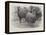 Studies from Life at the Zoological Gardens, Peruvian Llamas-null-Framed Premier Image Canvas