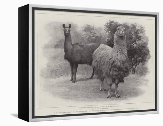 Studies from Life at the Zoological Gardens, Peruvian Llamas-null-Framed Premier Image Canvas