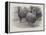 Studies from Life at the Zoological Gardens, Peruvian Llamas-null-Framed Premier Image Canvas