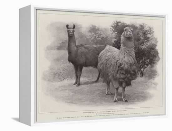 Studies from Life at the Zoological Gardens, Peruvian Llamas-null-Framed Premier Image Canvas