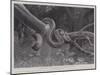 Studies from Life at the Zoological Gardens, South American Corais Snake-null-Mounted Giclee Print