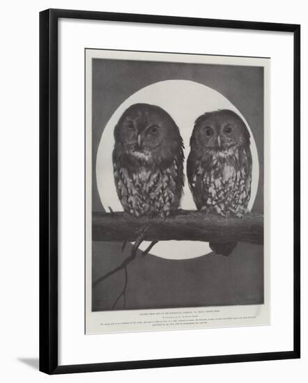 Studies from Life at the Zoological Gardens, Tawny Owls-null-Framed Giclee Print