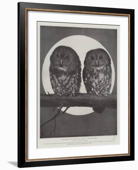 Studies from Life at the Zoological Gardens, Tawny Owls-null-Framed Giclee Print