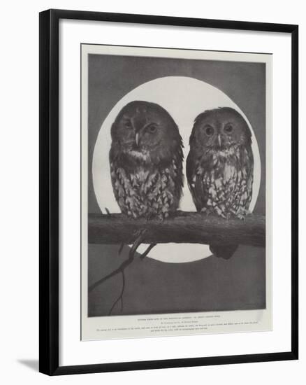 Studies from Life at the Zoological Gardens, Tawny Owls-null-Framed Giclee Print